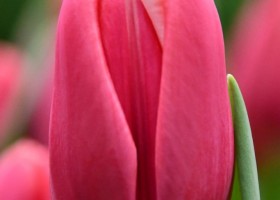 Tulipa Orlenda ® (4)